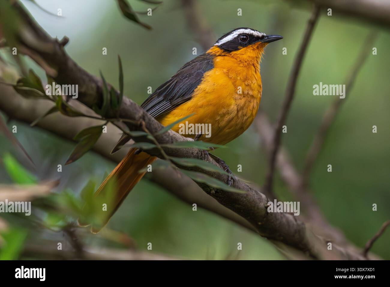 Robin-Chat à sourcils blancs (Cossypha heuglini) Banque D'Images