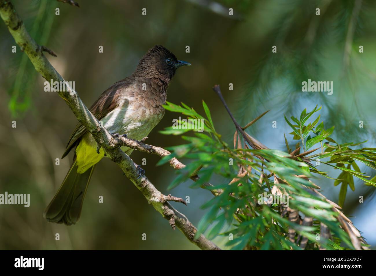 Bulbul commun (Pycnonotus barbatus) Banque D'Images