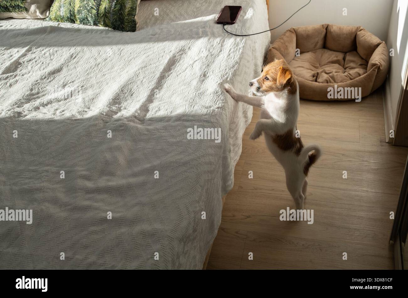 Chien chiot mignon debout sur les pattes arrière essayant de sauter sur le lit avec une couverture blanche et un téléphone portable. Nouvel entraînement ludique pour animaux de compagnie. Banque D'Images
