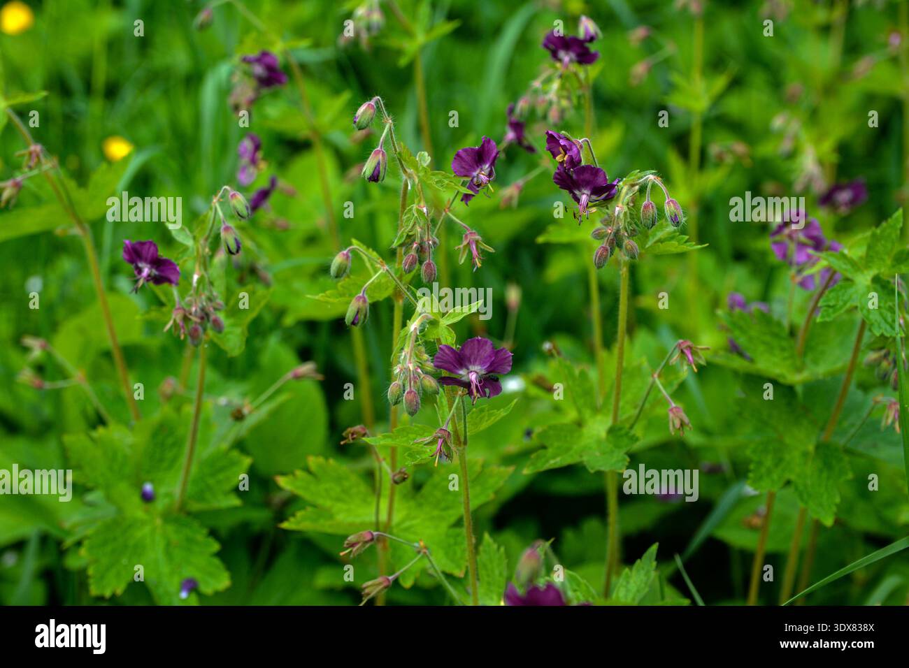 Géranium brun foncé (Geránium phaeum), fleur dans le parterre de fleurs au printemps, macro photo.fleurs violettes et rouges de Géranium phaeum dans le jardin de printemps Banque D'Images