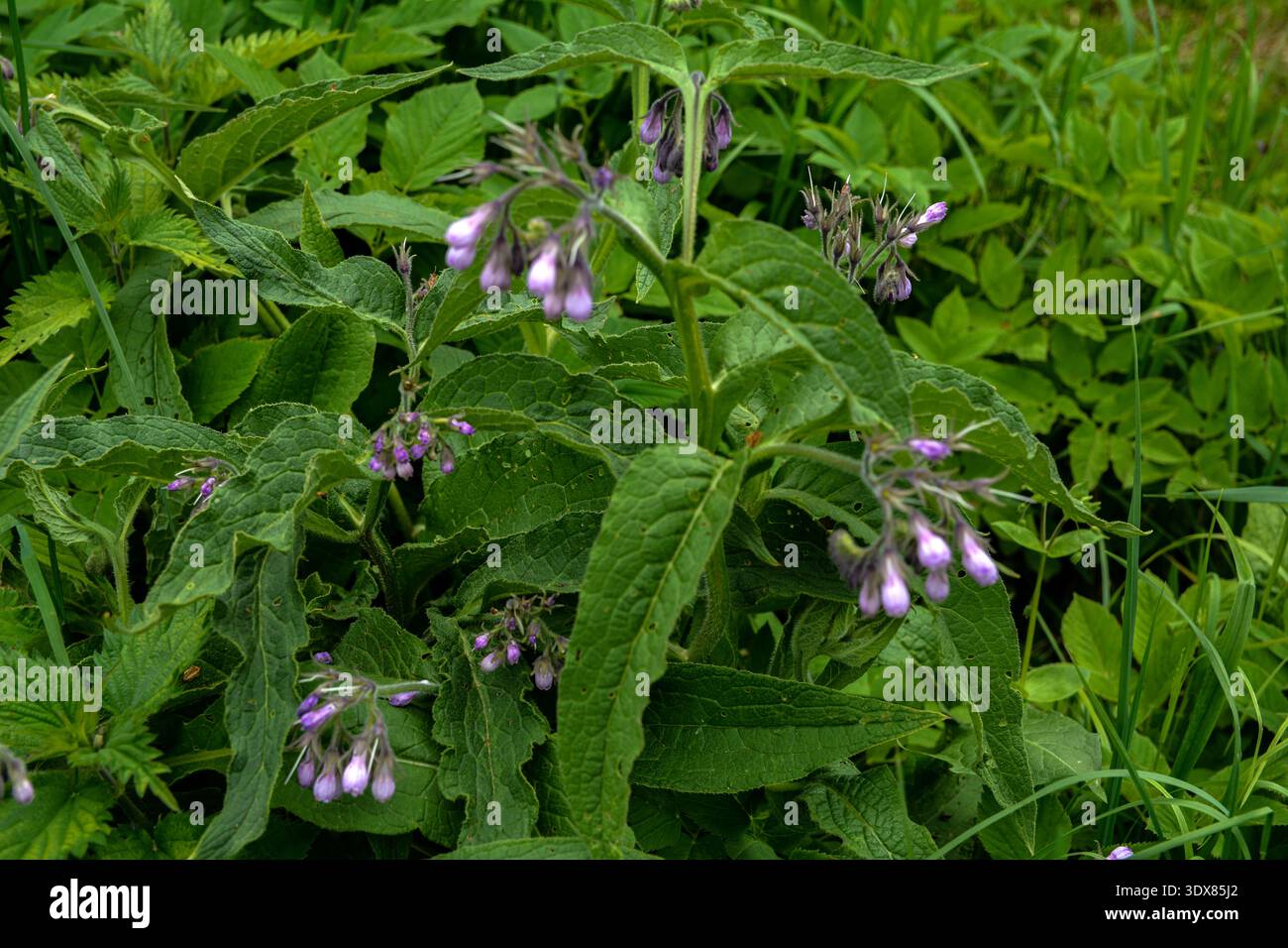 Fleur de consoude consoude commune, Symphytum officinale,Close up.Blossom de consoude commune consoude commune, Symphytum officinale, utilisé en médecine biologique, ma Banque D'Images