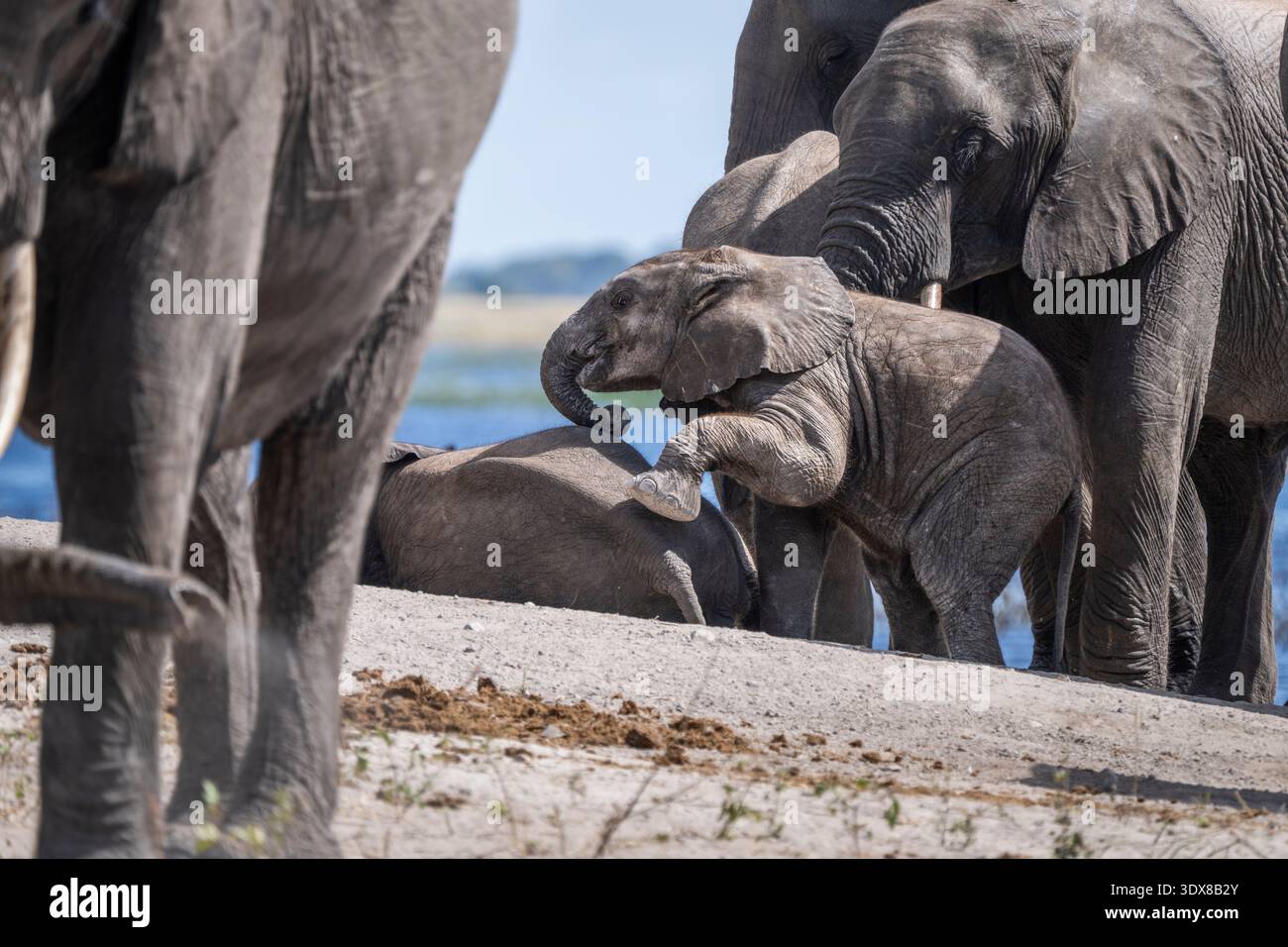 Bébé éléphant d'Afrique (Loxodonta africana) grimpant sur un autre jeune éléphant au sol. Bébés éléphants jouant. Parc national de Chobe, Botswana Banque D'Images