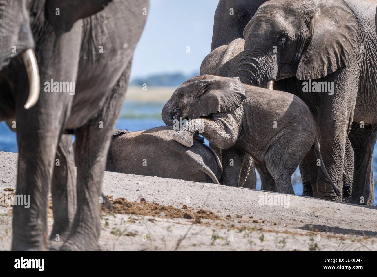 Bébé éléphant d'Afrique (Loxodonta africana) grimpant sur un autre jeune éléphant au sol. Bébés éléphants jouant. Parc national de Chobe, Botswana Banque D'Images
