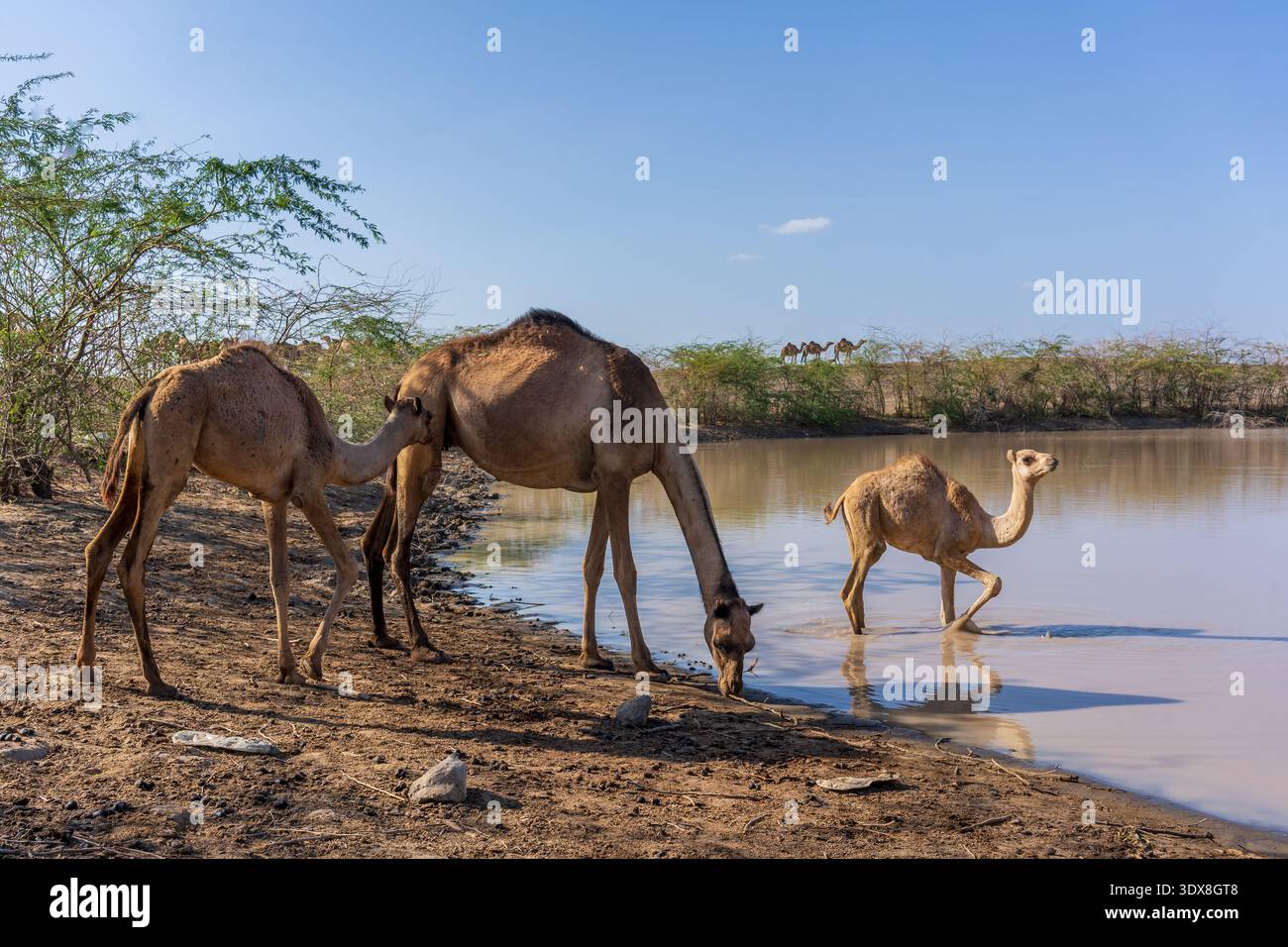 Une femelle dromadaire chameau avec son petit étancher leur soif dans un bassin d'eau, Afar, Ethiopie Banque D'Images