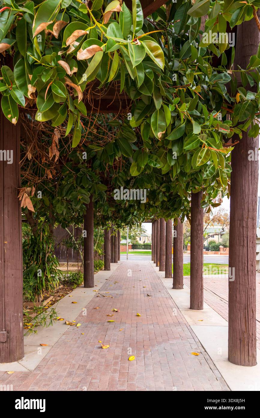 Une belle passerelle en bois couverte par une canopée verdoyante dans le Heritage and Science Park à Phoenix, Arizona. Banque D'Images