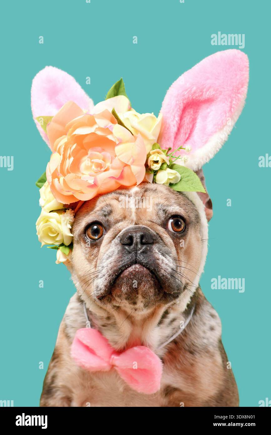 Chien Bouledogue français mignon merle portant le bandeau d'oreilles costume de lapin de Pâques avec des fleurs roses sur fond vert Banque D'Images