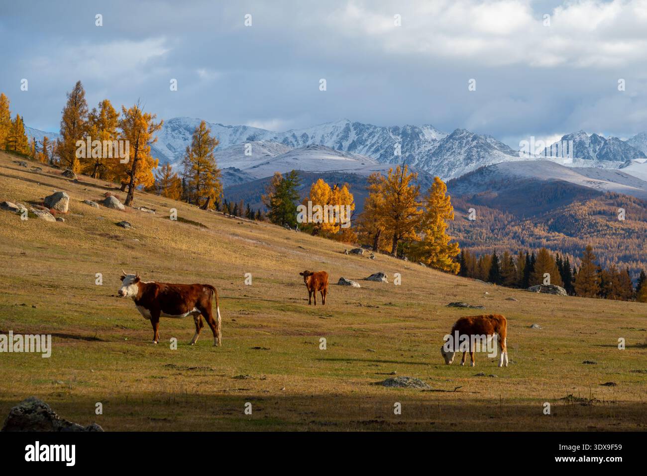 Paysage montagneux d'automne avec des bovins en pâturage, des arbres d'automne vibrants et des sommets enneigés au loin. Banque D'Images