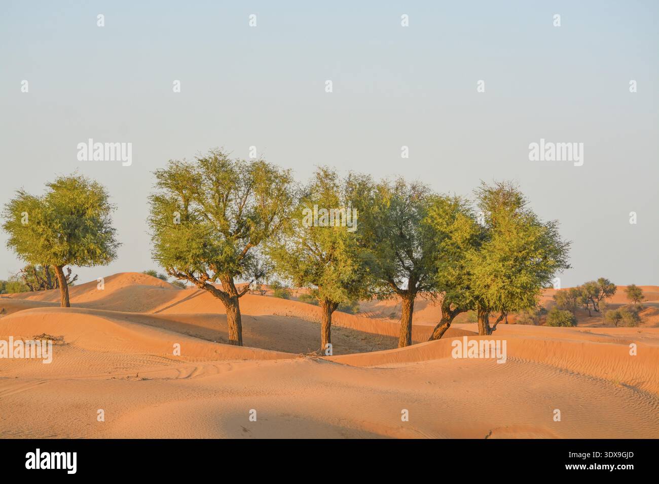 Arabian desert tree (Prosopis Cineraria) sur les dunes de sable rouge de la Dubaï, Émirats Arabes Unis Banque D'Images