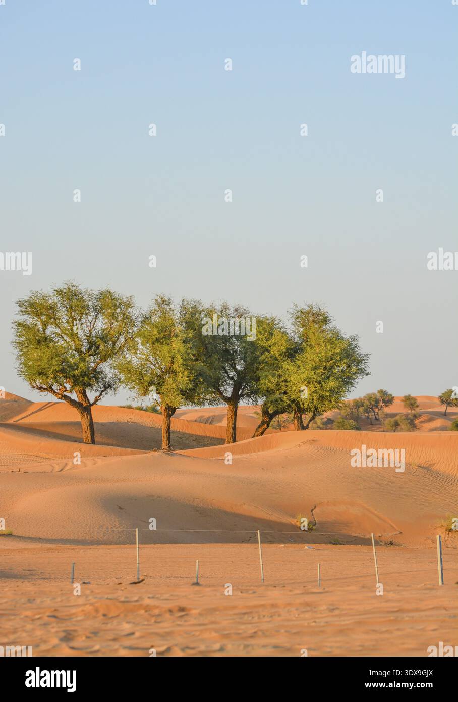 Arabian desert tree (Prosopis Cineraria) sur les dunes de sable rouge de la Dubaï, Émirats Arabes Unis Banque D'Images