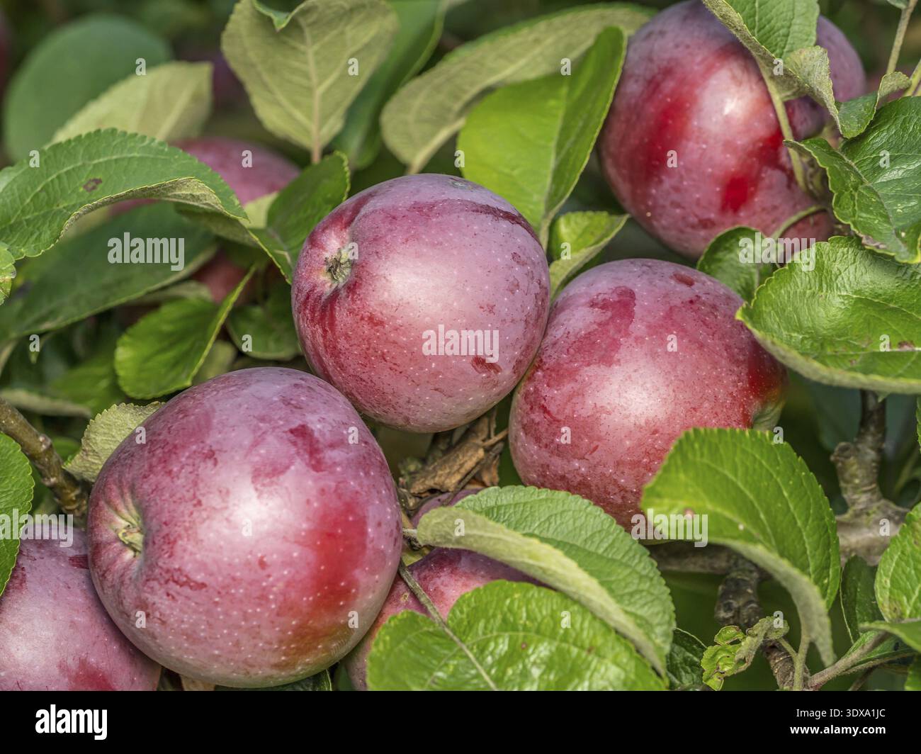 Gros plan de pommes rouges mûres qui mûrissent sur l'arbre Banque D'Images