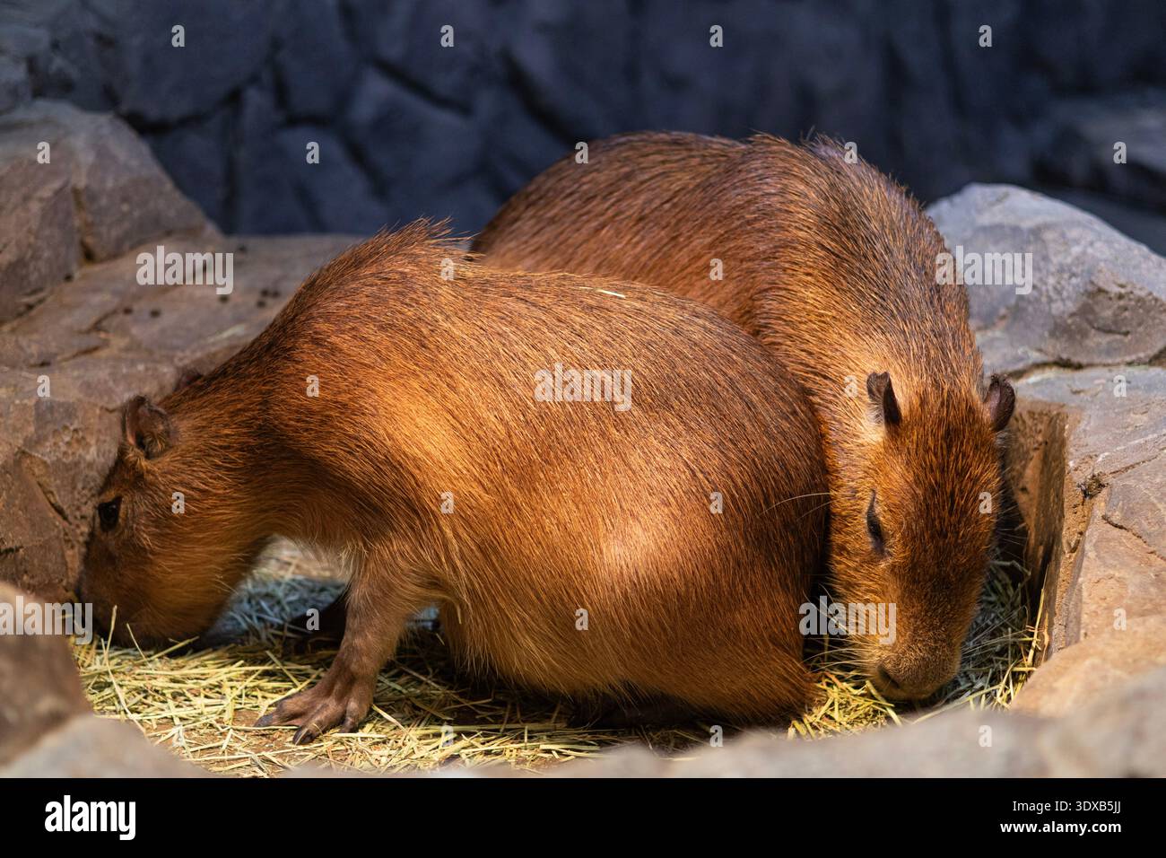 Paire de capybaras reposant sur du foin à l'intérieur de l'enceinte. Faune et concept de comportement animal social Banque D'Images