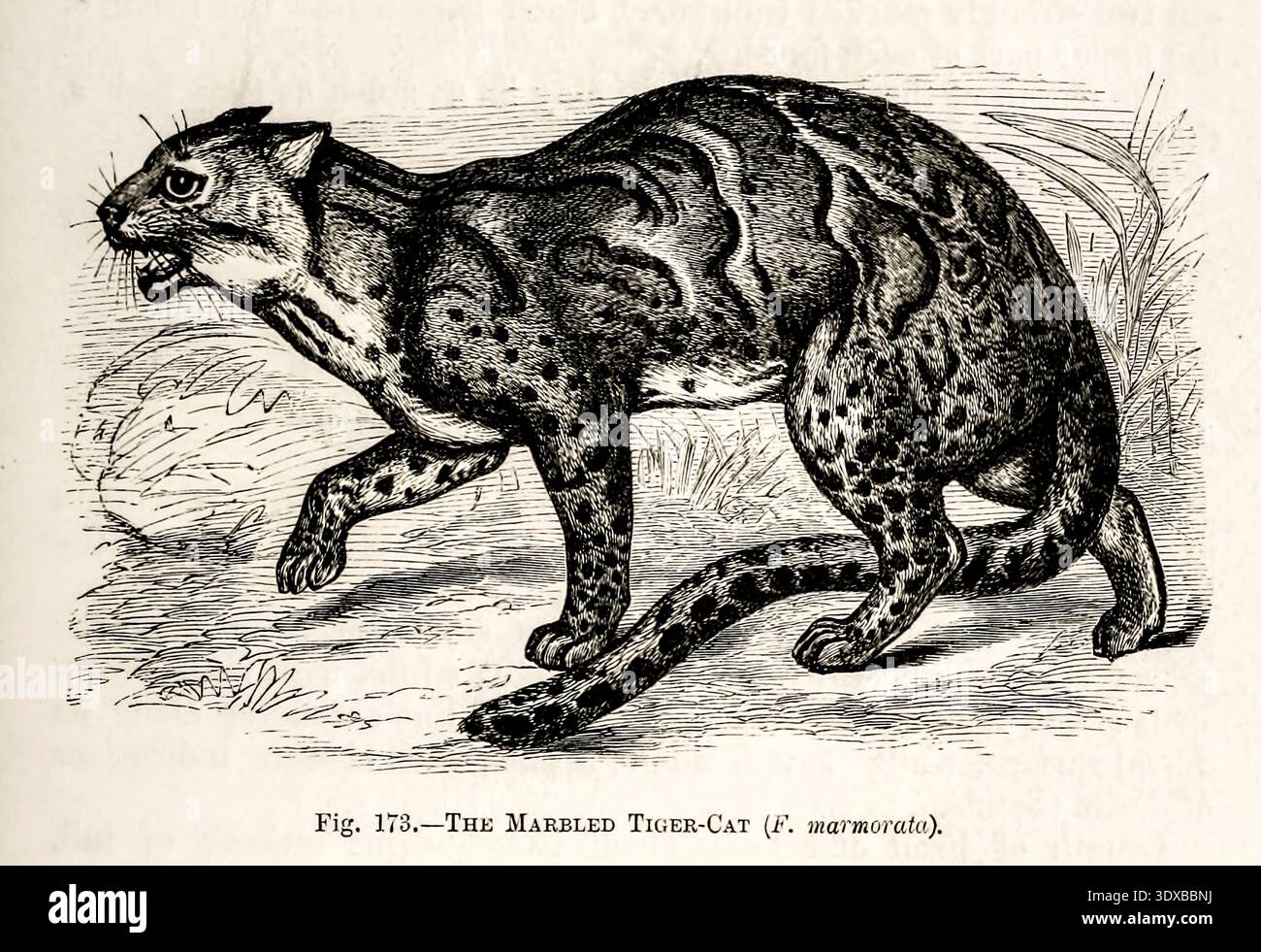 Chat tigre marbré - Pardofelis marmorata - vintage noir et blanc gravure d'histoire naturelle de harcelage félin sauvage, dents dénudées. Par Mivart, créé George Jackson, 1881 Banque D'Images