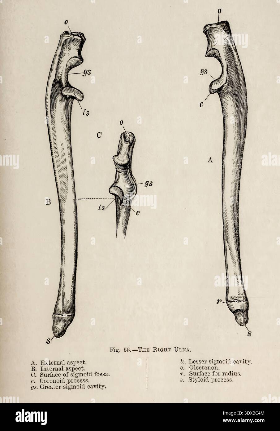 Illustration d'histoire naturelle précoce du cubitus droit d'un chat montrant des vues externes, internes et des détails de la fosse sigmoïde, étude vintage. Par Mivart, créé George Jackson, 1881 Banque D'Images