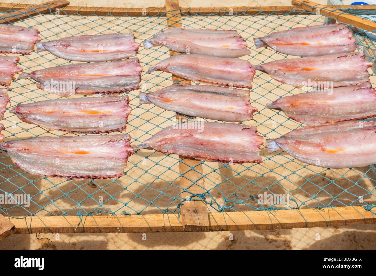 Processus de séchage des filets de poisson sur grille sous soleil tropical sur sable dans l'île de Phu Quoc, Vietnam. Le séchage au soleil est une conservation traditionnelle des fruits de mer Banque D'Images