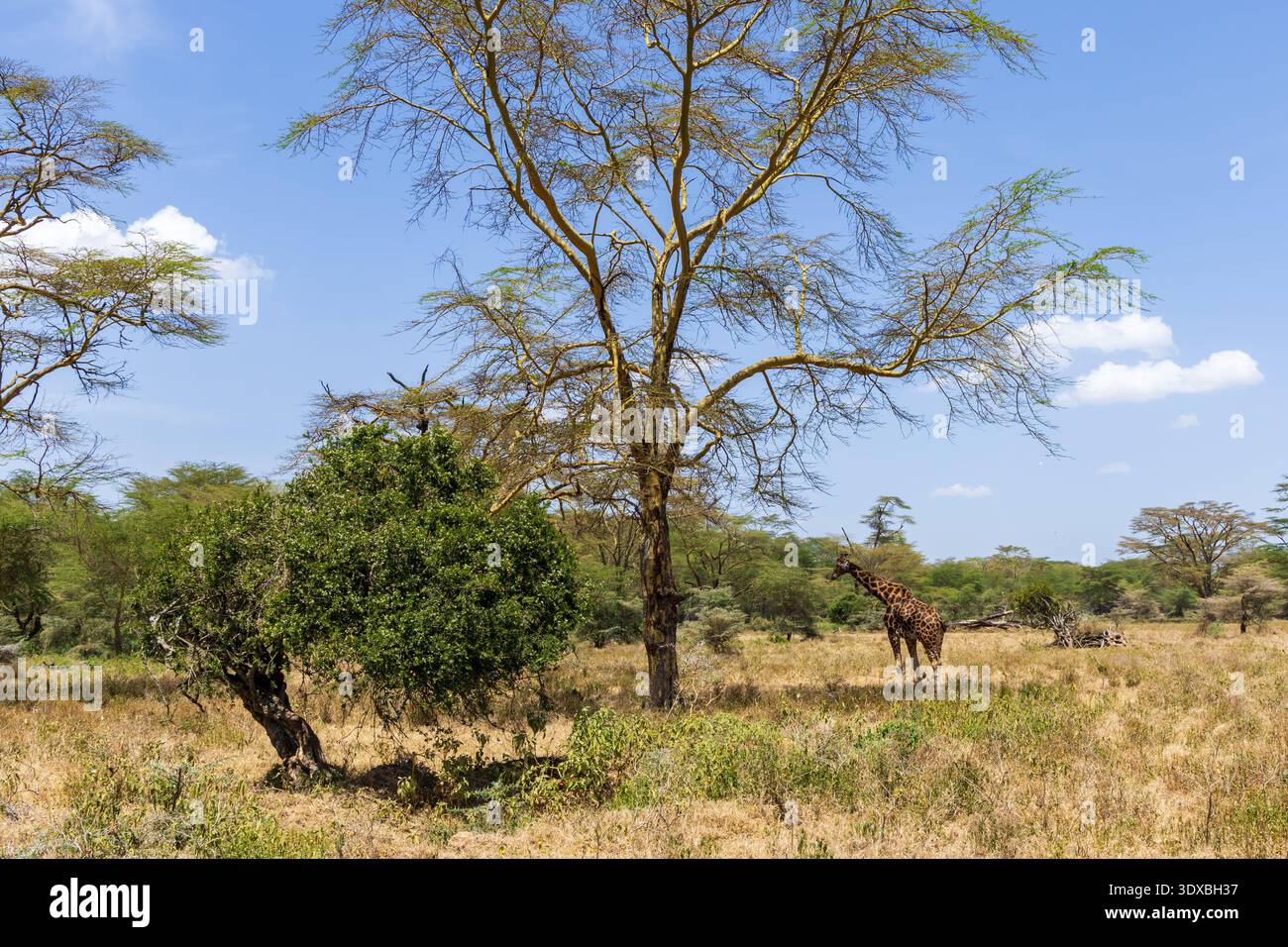 Girafe de Rothschild, Giraffa camelopardalis rothschildi, parc national du lac Nakuru, Kenya, Afrique Banque D'Images