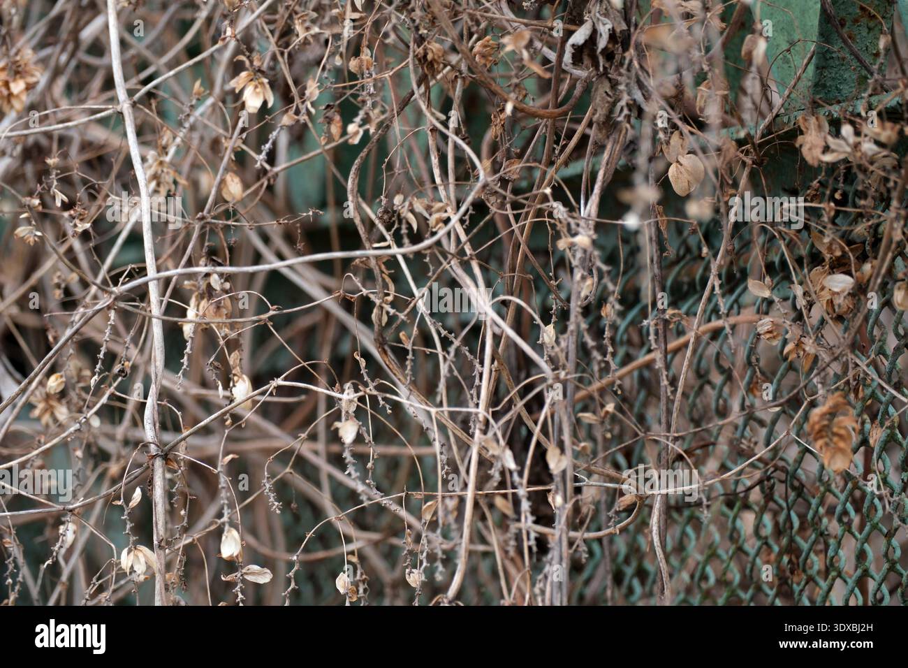 Les vignes et les feuilles séchées s'enroulent autour d'une clôture altérée, mettant en valeur la décomposition de la nature. Banque D'Images