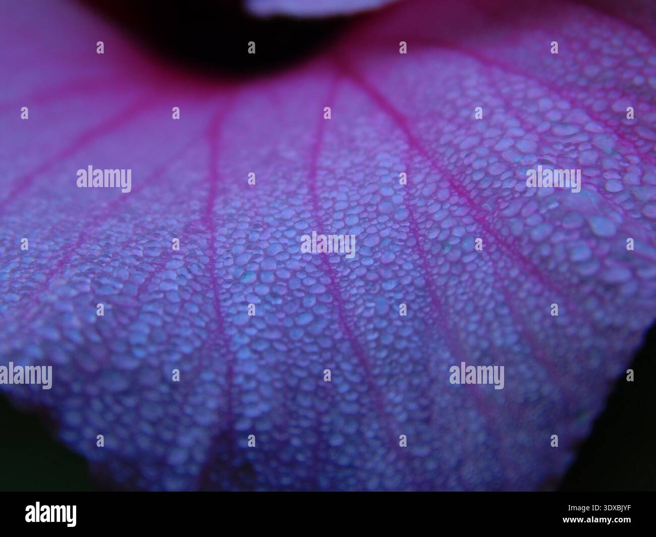 Macro de pétales d'hibiscus avec des gouttelettes d'eau Banque D'Images