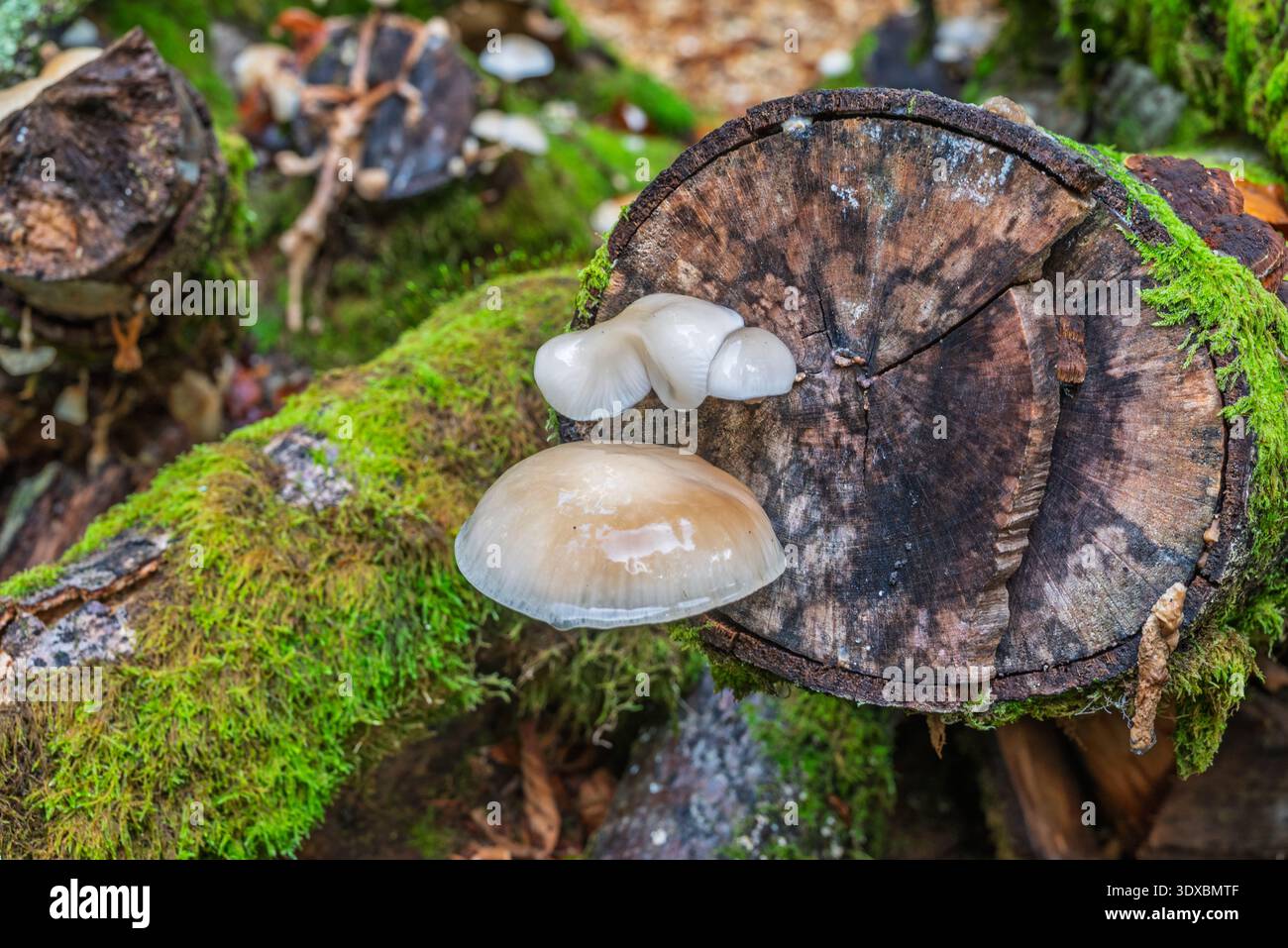 Les champignons poussent sur une bûche couverte de mousse dans une forêt, mettant en valeur le cycle de décomposition et de repousse de la nature. Banque D'Images