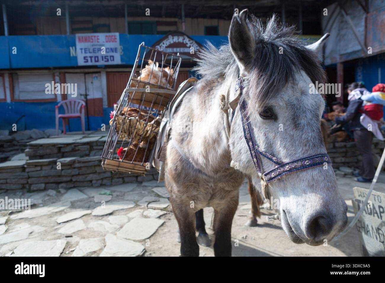 Empaquetez des chevaux transportant des poulets vivants dans des cages à travers le village de Ghorepani sur le trek du sanctuaire de l'Annapurna, au Népal. Banque D'Images
