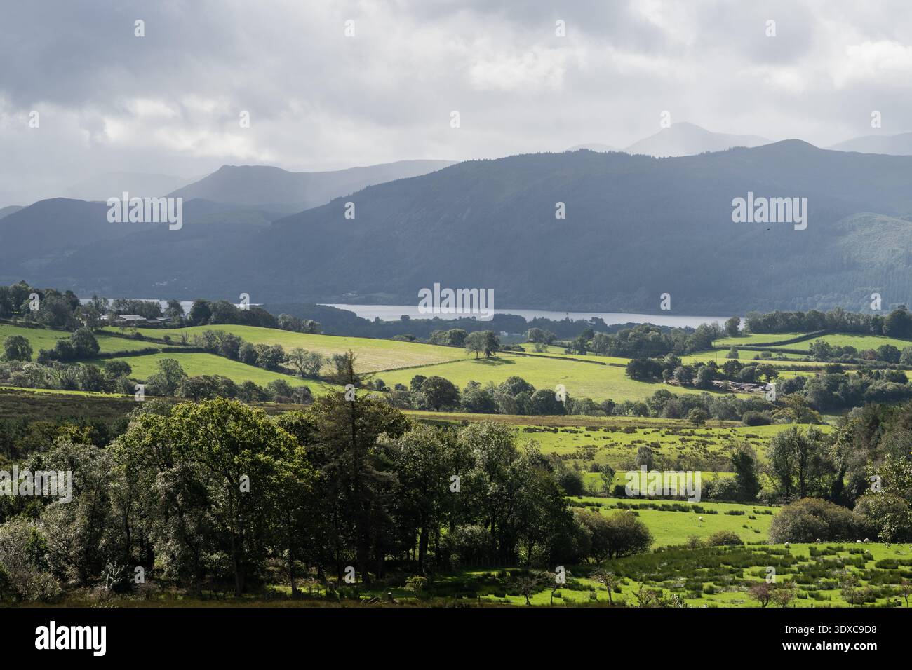 Les moutons paissent sur les pâturages au-dessus du lac Bassenthwaite sous les montagnes du Lake District en Angleterre. Banque D'Images