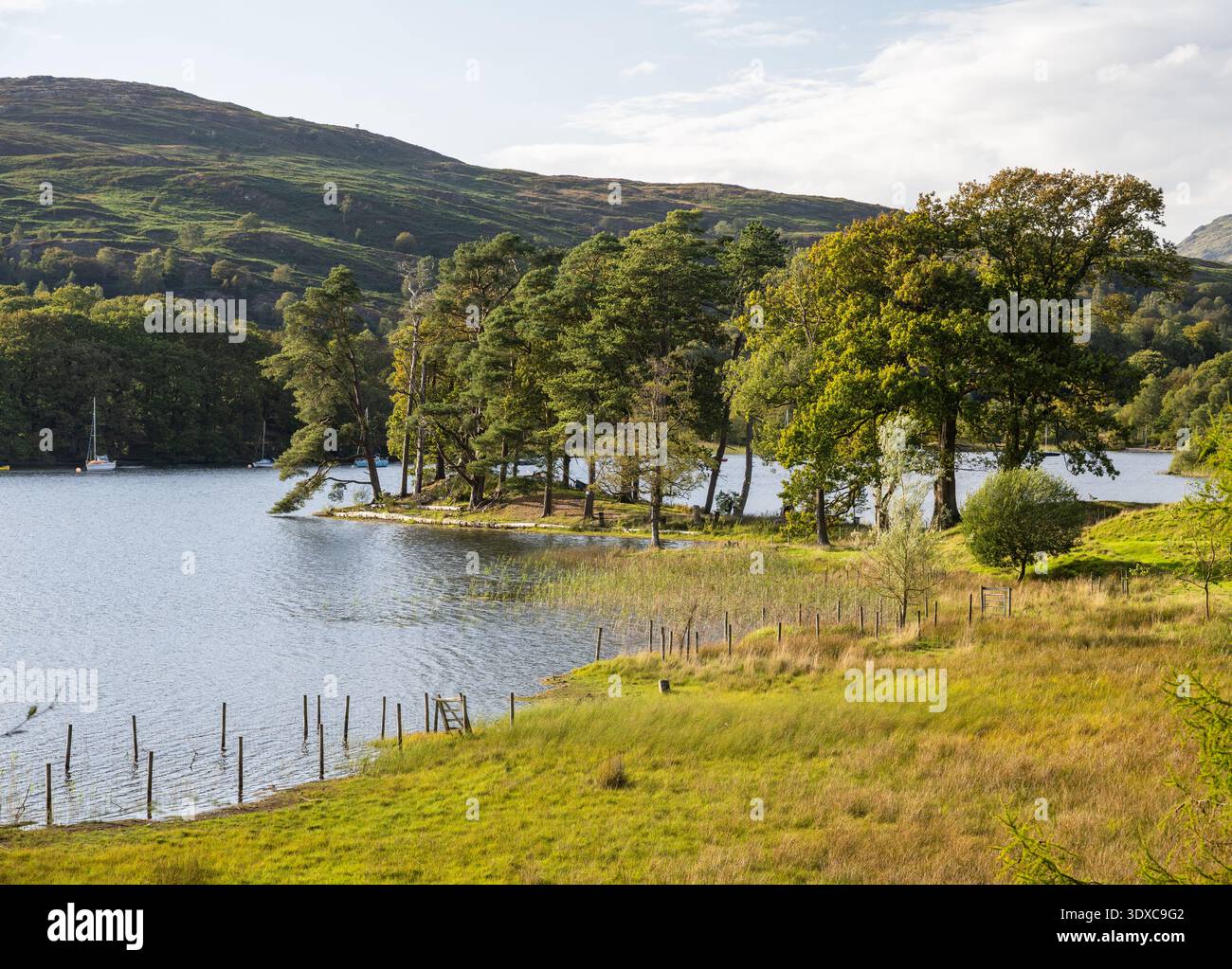 Le soleil du soir brille sur les arbres sur la rive de Coniston Water dans le Lake District en Angleterre. Banque D'Images