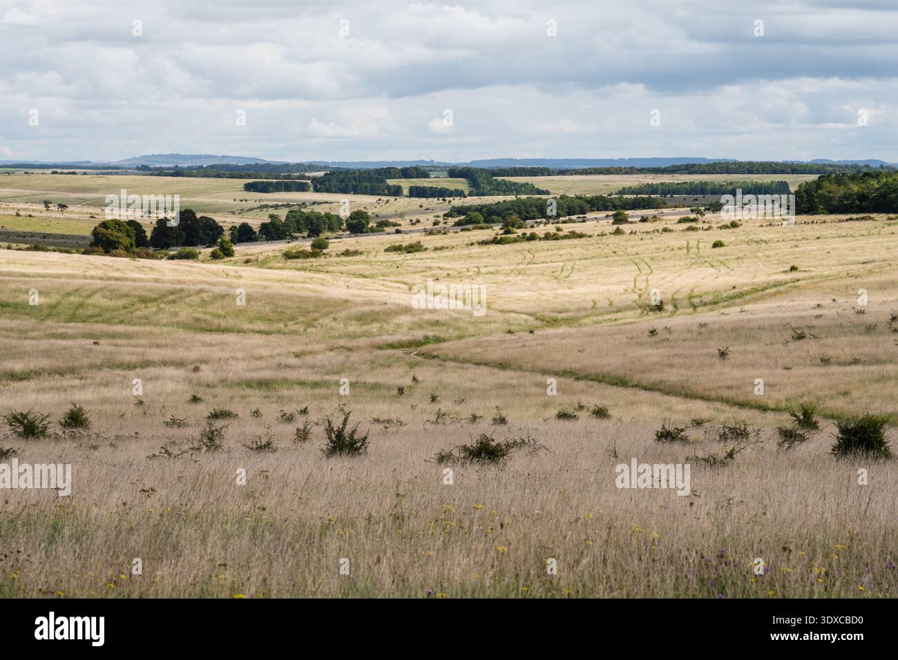 La végétation de broussailles couvre les plaines de craie du champ d'entraînement de l'armée Imber sur la plaine de Salisbury dans le Wiltshire, en Angleterre. Banque D'Images