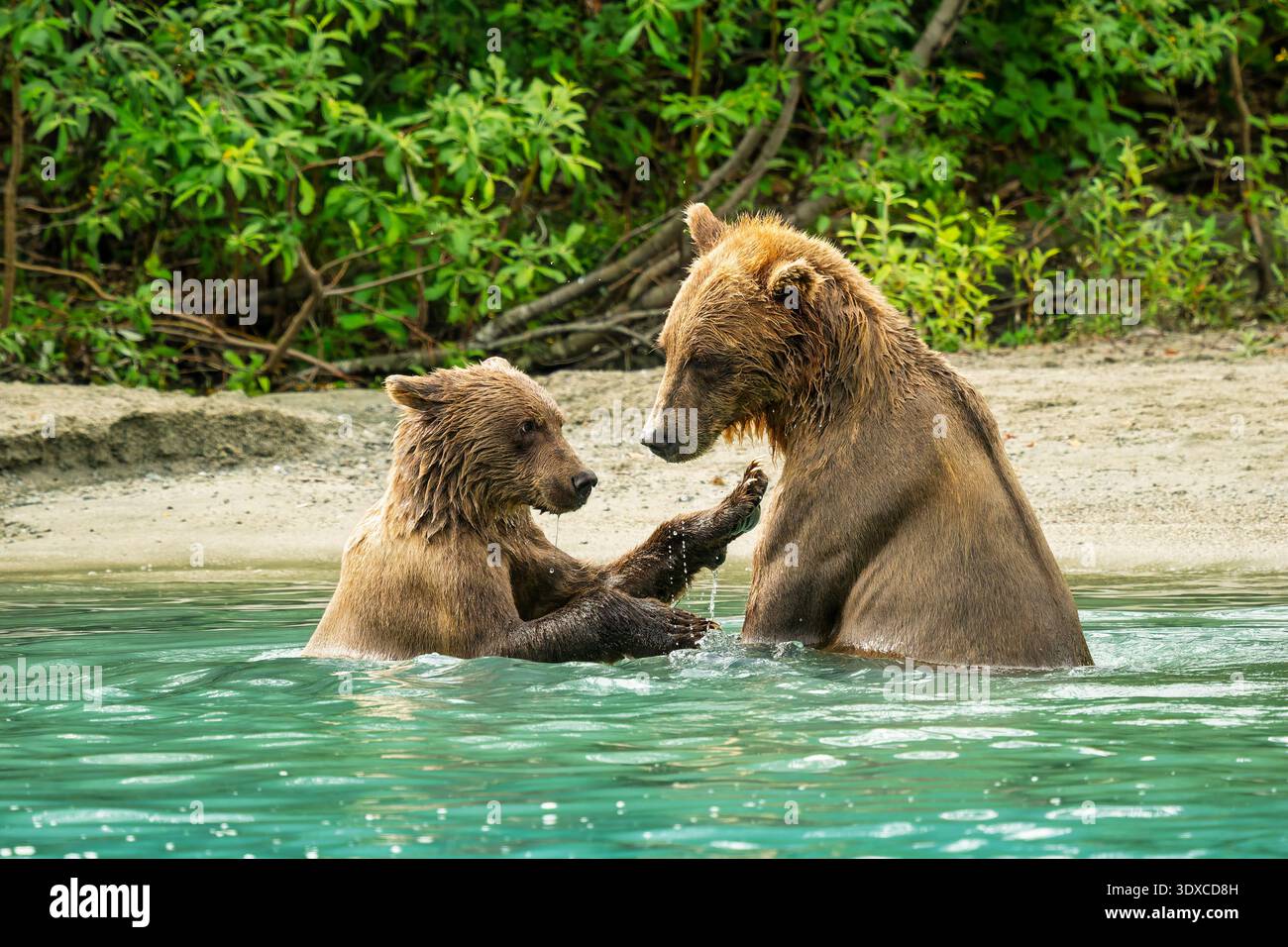 Sow Brown Bear and Cub jouant à Crescent Lake dans le parc national de Lake Clark. Banque D'Images