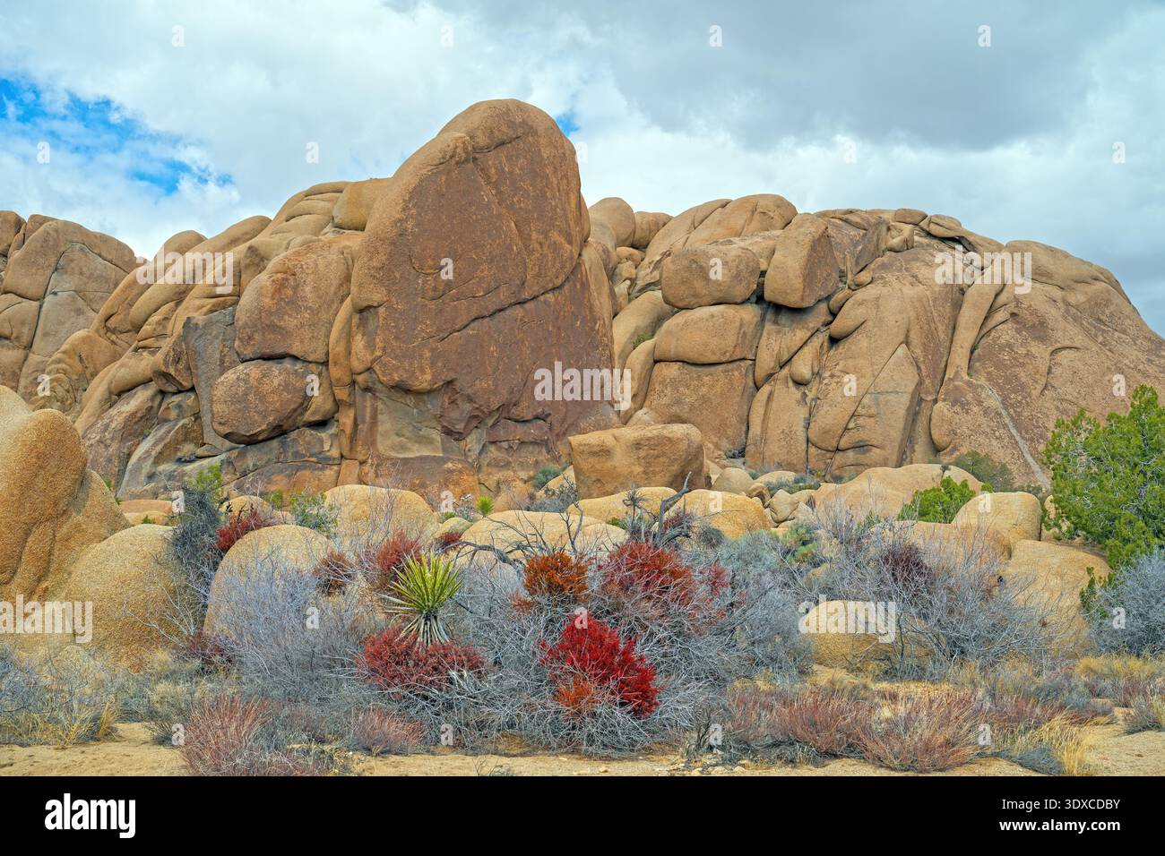 Flore colorée du désert sous les formations de granit dans le parc national de Joshua Tree en Californie Banque D'Images