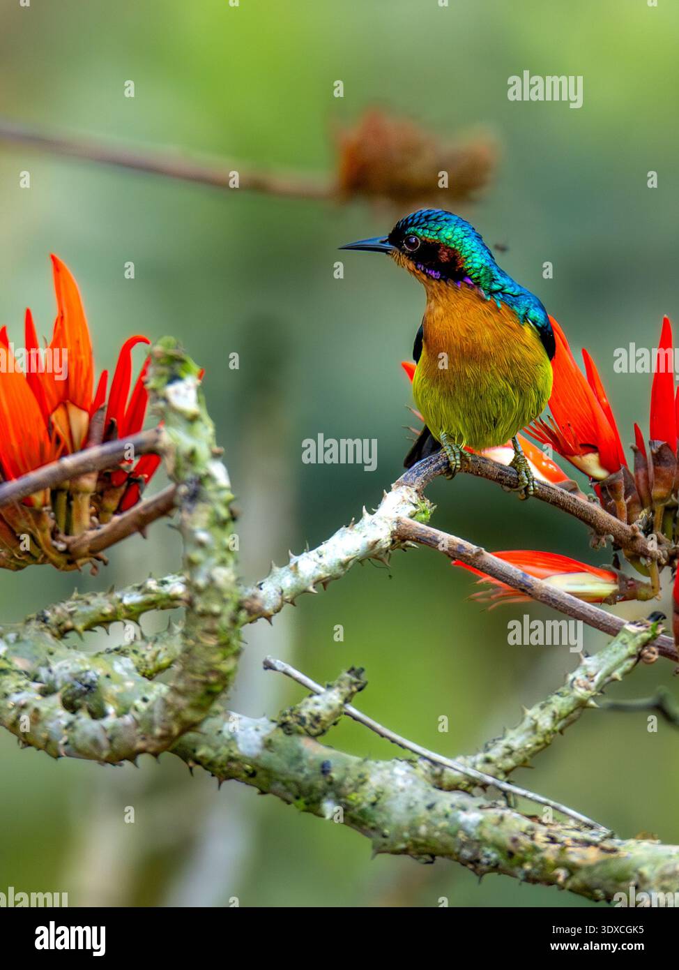 Sunbird mâle à joues rubis (Chalcoparia singalensis) perché sur une branche épineuse, montrant son plumage rouge vif et son bec courbé, photographié dans natura Banque D'Images