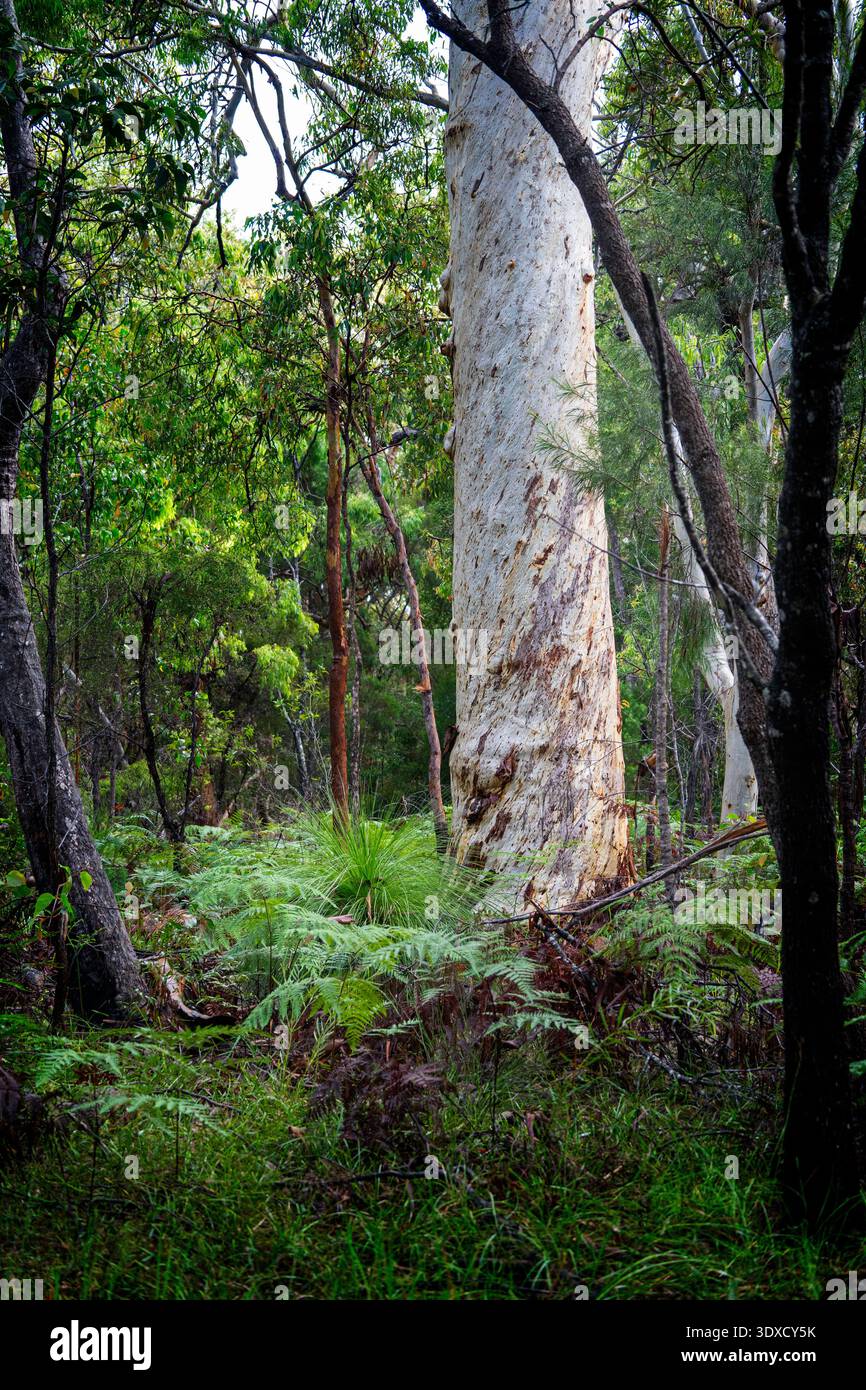 Tronc de gomme Scribbly, Cooloola Wilderness Taril, parc national de Cooloola, Queensland Australie Banque D'Images