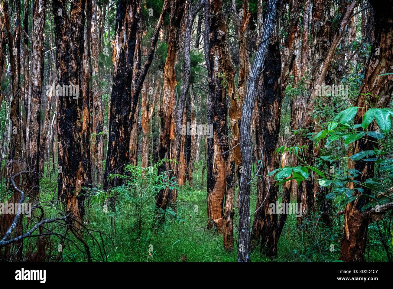 Marécage côtier d'arbres à thé Cooloola National Park, Queensland, Australie Banque D'Images