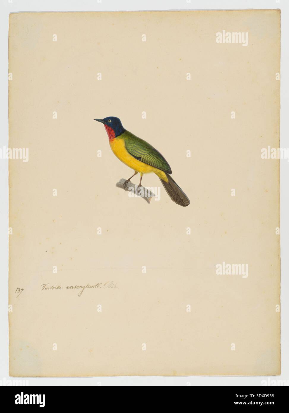 Turdoide ensanglanté, mâle (nom actuel : Bulbul à gorge de flamme, Rubigula gularis), illustré par Jean-Gabriel Prêtre, 1821 Banque D'Images