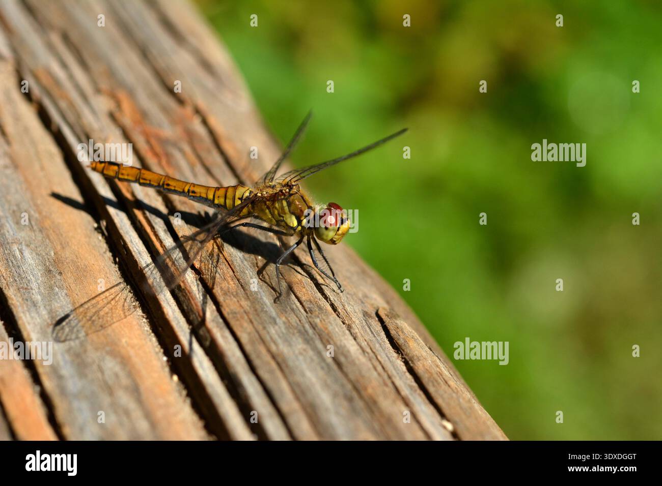 Chasseur au corps large, Libellula depressa .Hawker du Sud, Aeshna cyanea, suspendu à une lame Banque D'Images