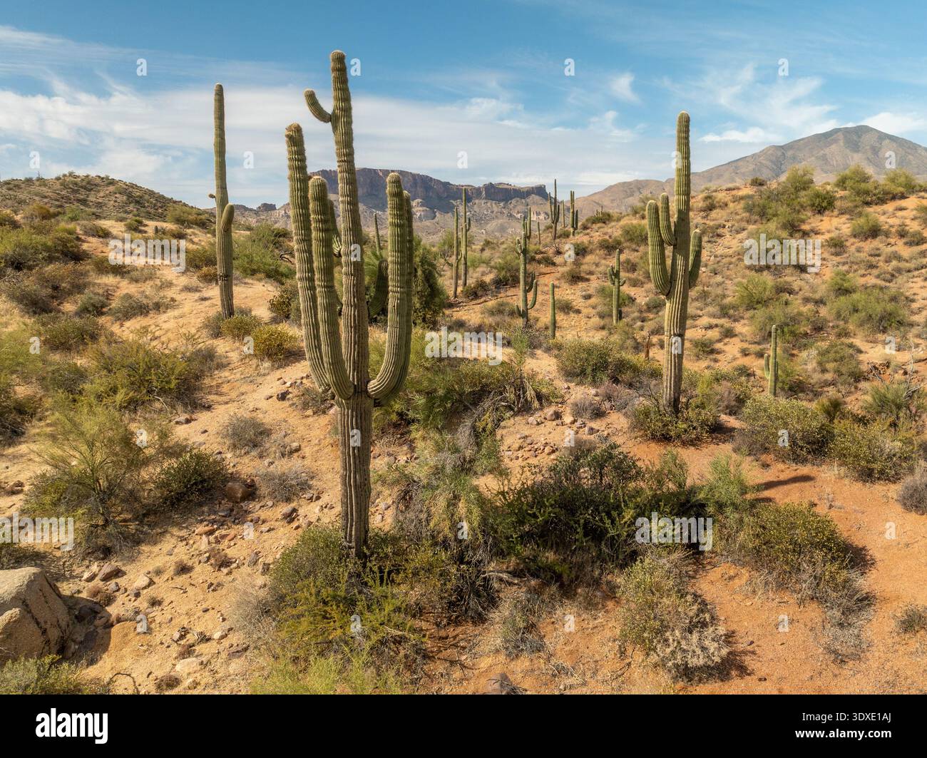 Vue aérienne du paysage de cactus saguaro dans le désert de Sonora Arizona USA avec Carnegiea gigantea et fond de montagne sous ciel bleu Banque D'Images