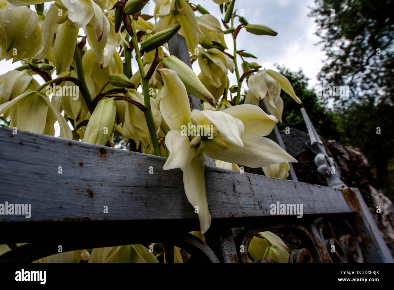 Gros plan de Yucca gloriosa avec fond de champs et ciel bleu sur le lac de Garde à Torri Del Benaco Verona Veneto Italie Banque D'Images