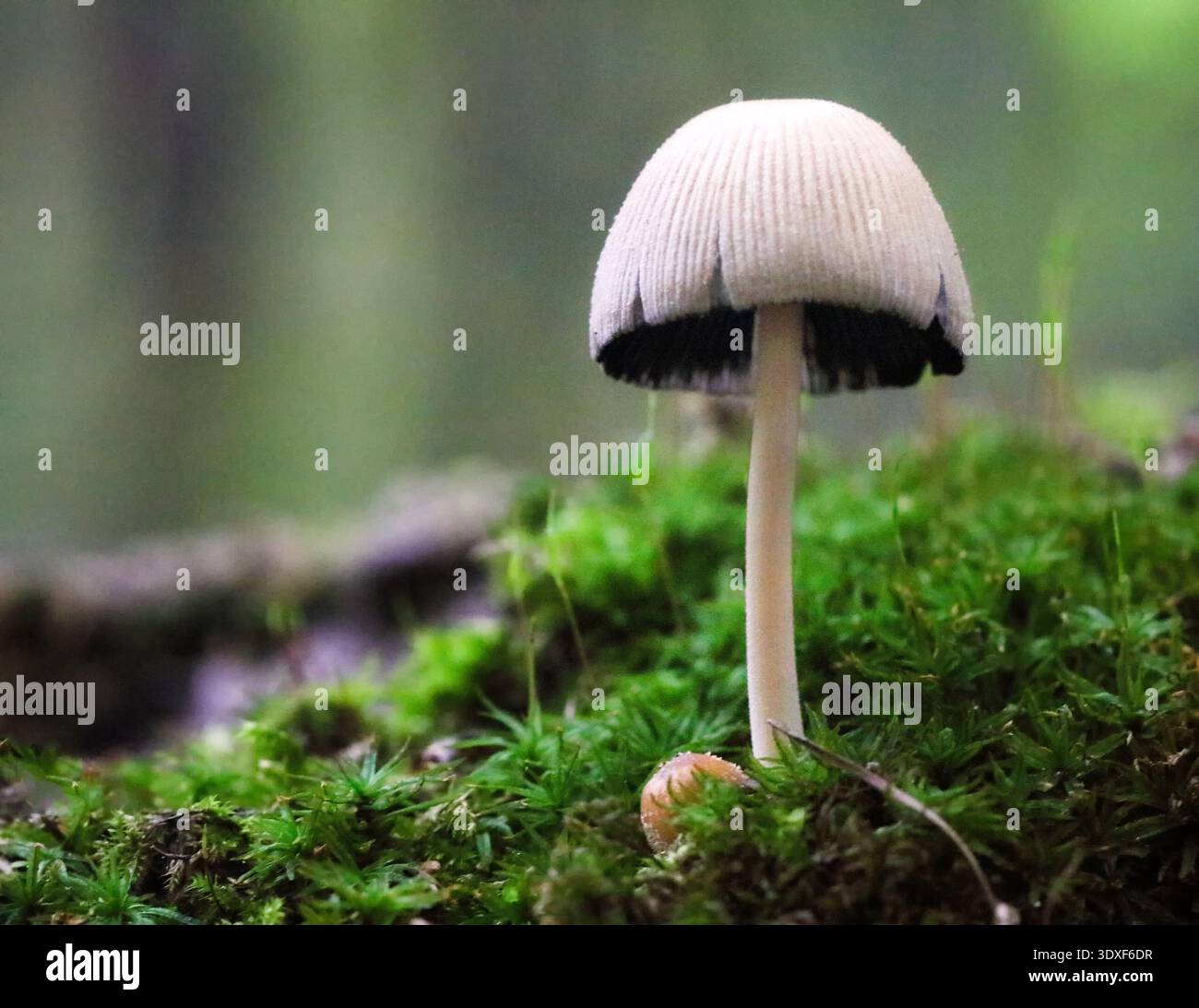 Champignons à chapeau brillant (Coprinellus micaceus), émergeant du sol en automne, vue rapprochée Banque D'Images