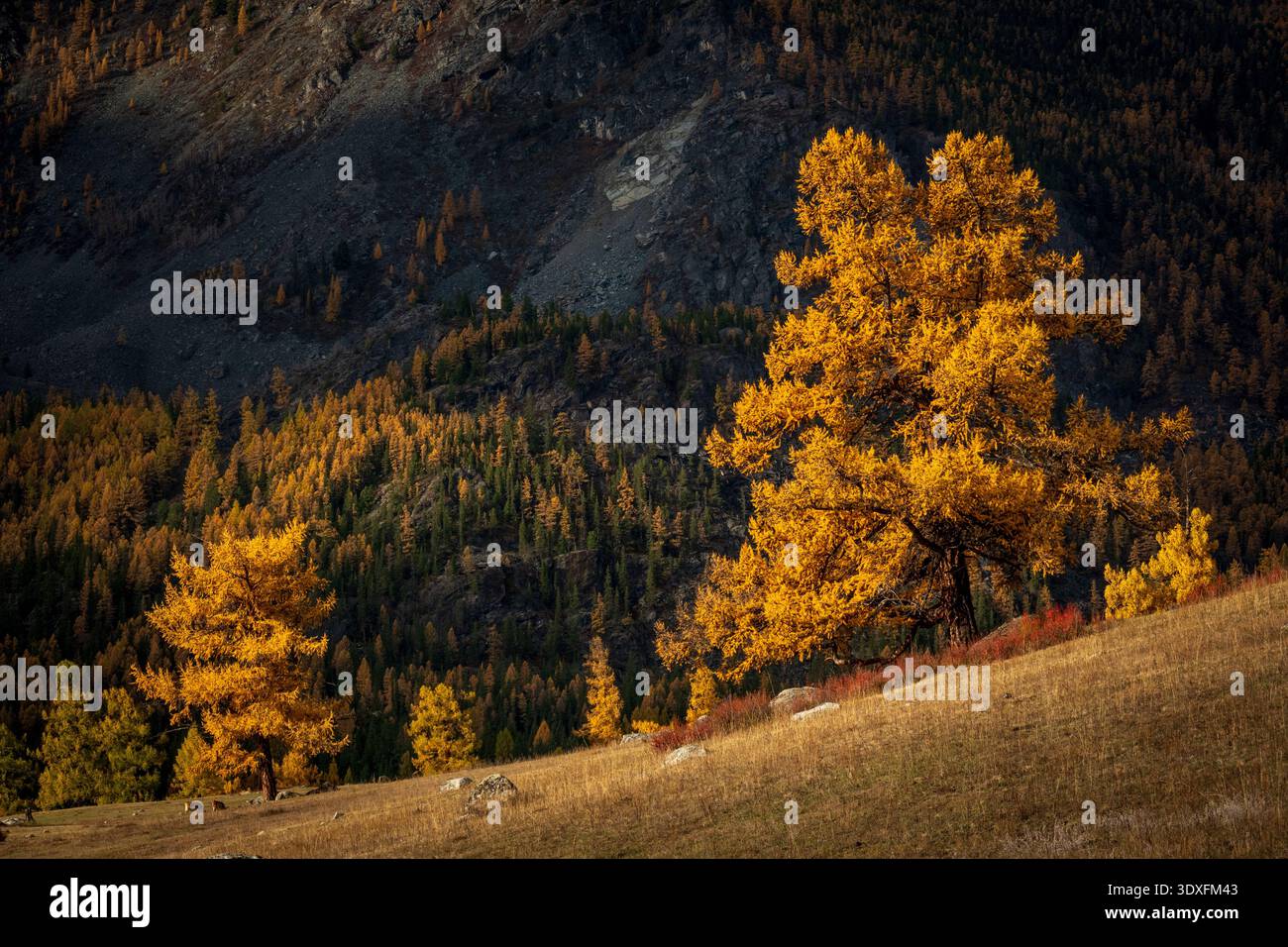 Les mélèzes dorés brillent sur la pente raide de la montagne au coucher du soleil d'automne, couleurs chaudes, paysage isolé paisible. Banque D'Images