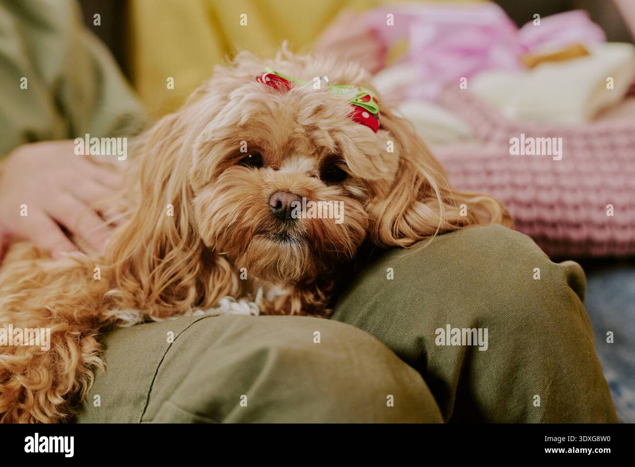 Petit chien pelucheux reposant sur les genoux tout en étant doucement caressé à l'intérieur Banque D'Images