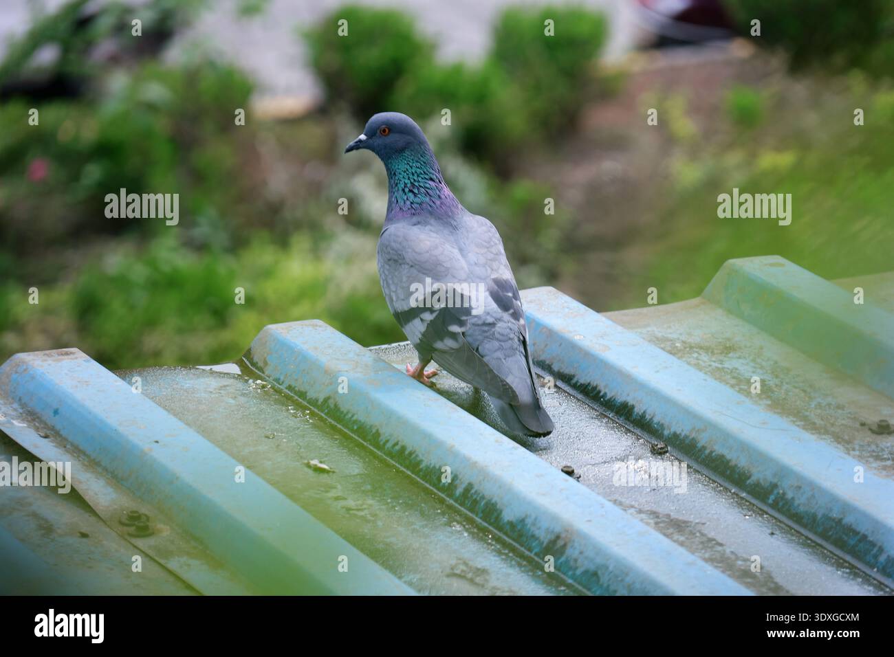 Pigeon gris dans l'environnement de la ville avec fond vert. Image extérieure détaillée d'un pigeon perché sur un toit en métal altéré. Banque D'Images