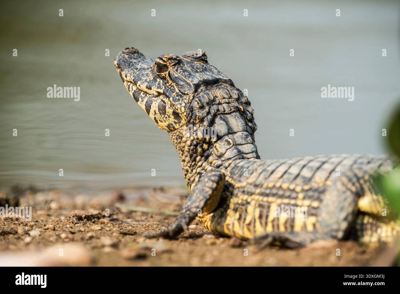 Caïman à museau large, (Caiman latirostris) bébé, Pantanal, Mato Grosso, Brésil. Banque D'Images