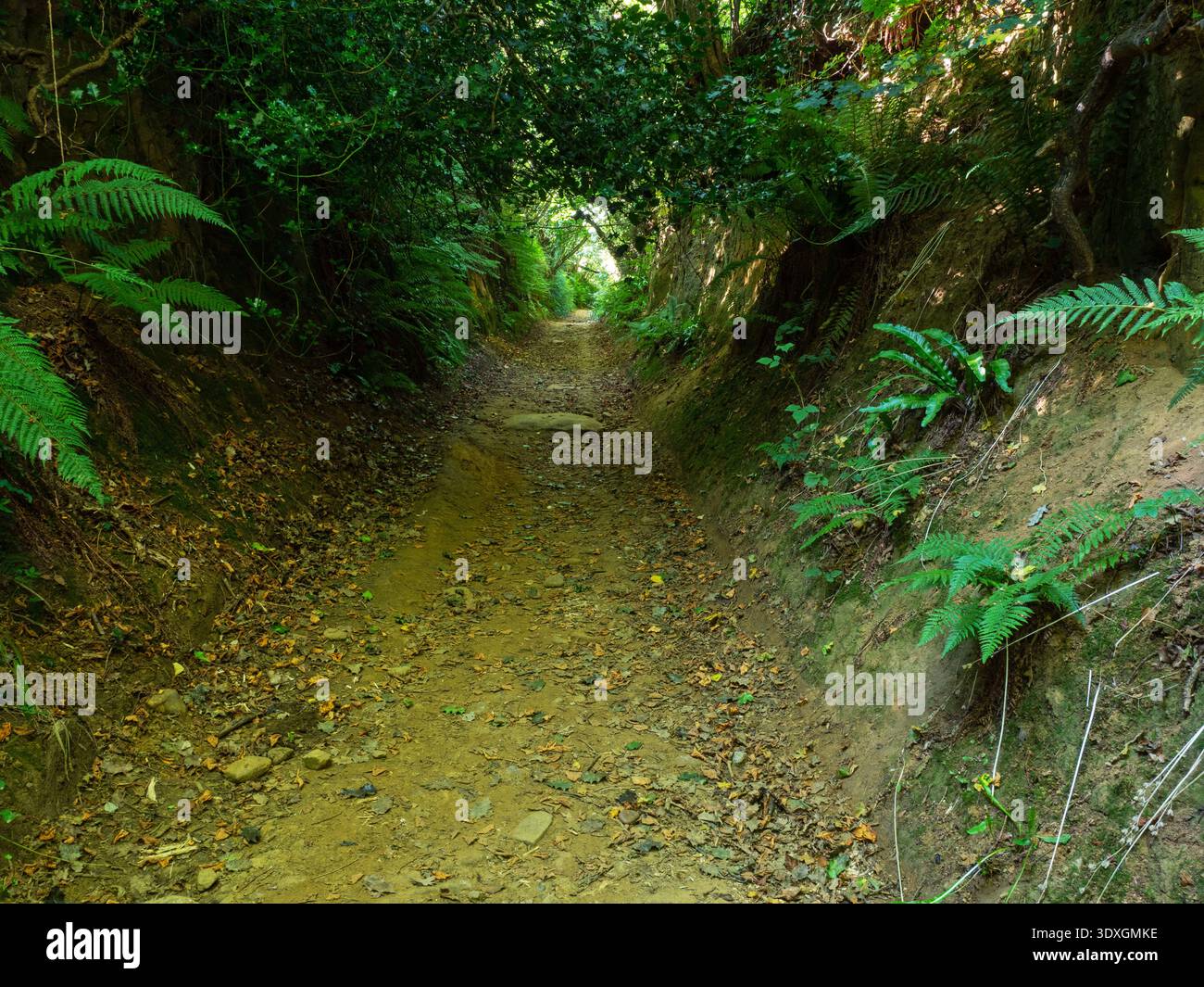 Fougères près de Hell Lane menant à Colmers Hill, près de Symondsbury, Dorset, Angleterre, Royaume-Uni, septembre 2021 Banque D'Images