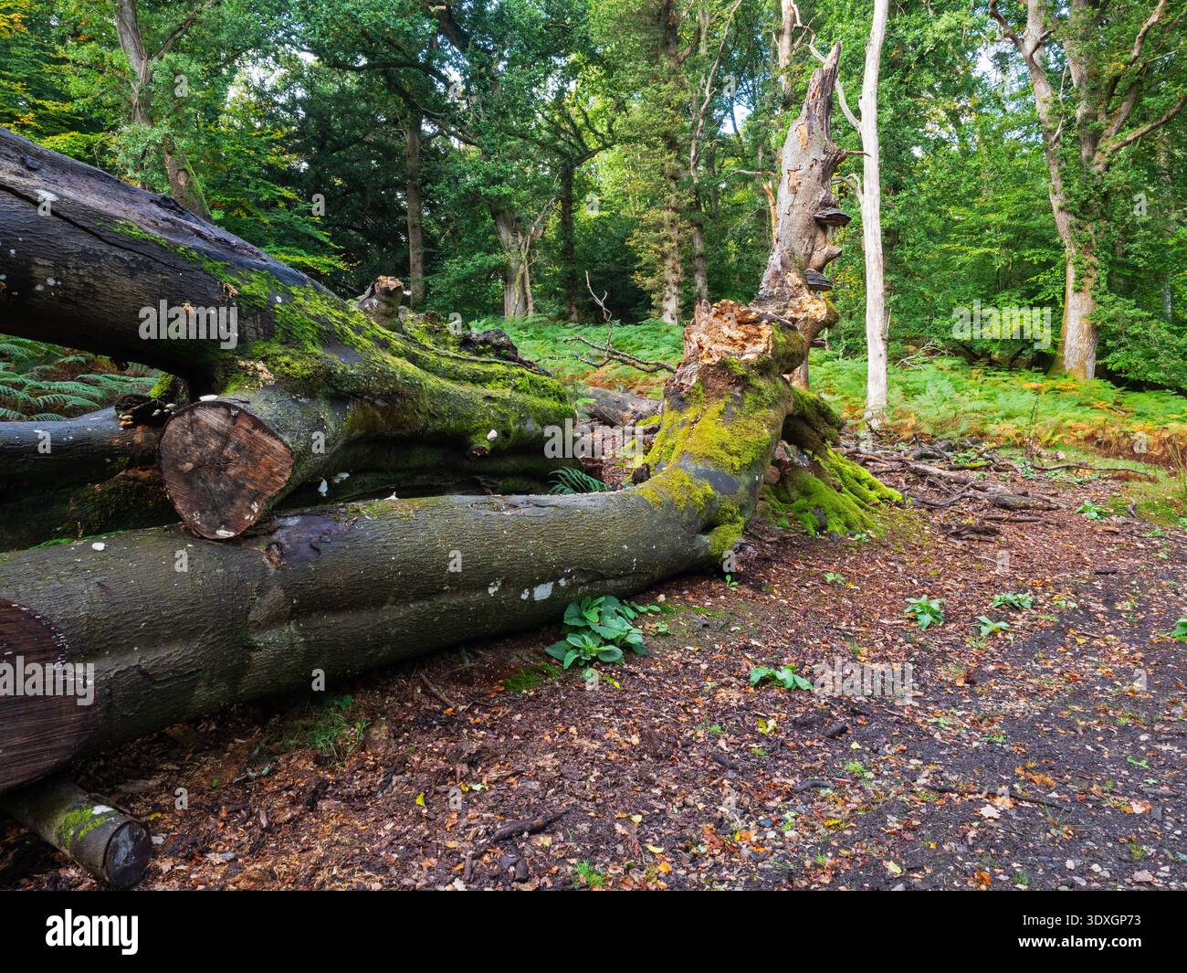 Hêtre déchu Fagus sylvatica avec Ganoderma australe de saumâtre du Sud et autres champignons dans les bois à feuilles caduques, franchises Lodge RSPB Reserve, au nord de t Banque D'Images