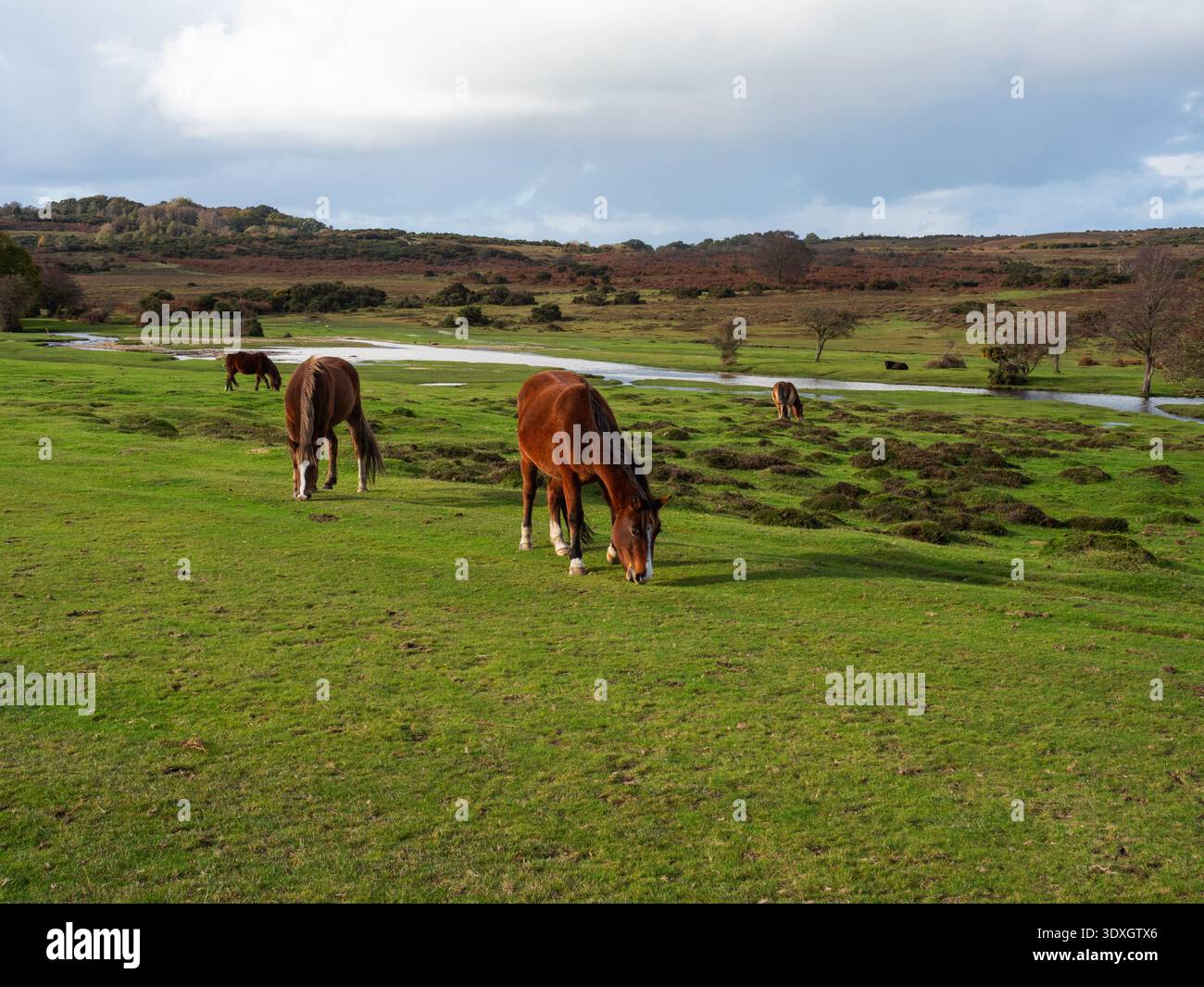 Poney New Forest Equus caballus pâturant sur les prairies à côté du ruisseau Latchmore, Latchmore Bottom, New Forest National Park, Hampshire, Angleterre, Royaume-Uni, No Banque D'Images
