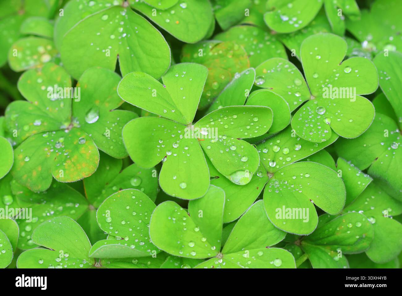 Un gros plan du feuillage vert vif d'Oxalis articulata,, Rose Sorrel, avec des gouttelettes d'eau. Banque D'Images