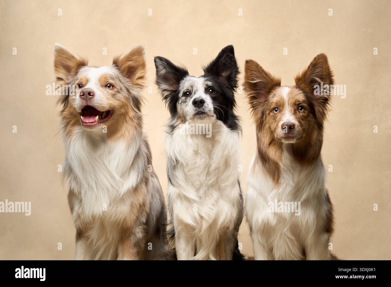Quatre Border Collies sont assis dans un groupe étroit, montrant des couleurs de pelage et des marques mélangées, unis sur un fond beige doux. Banque D'Images