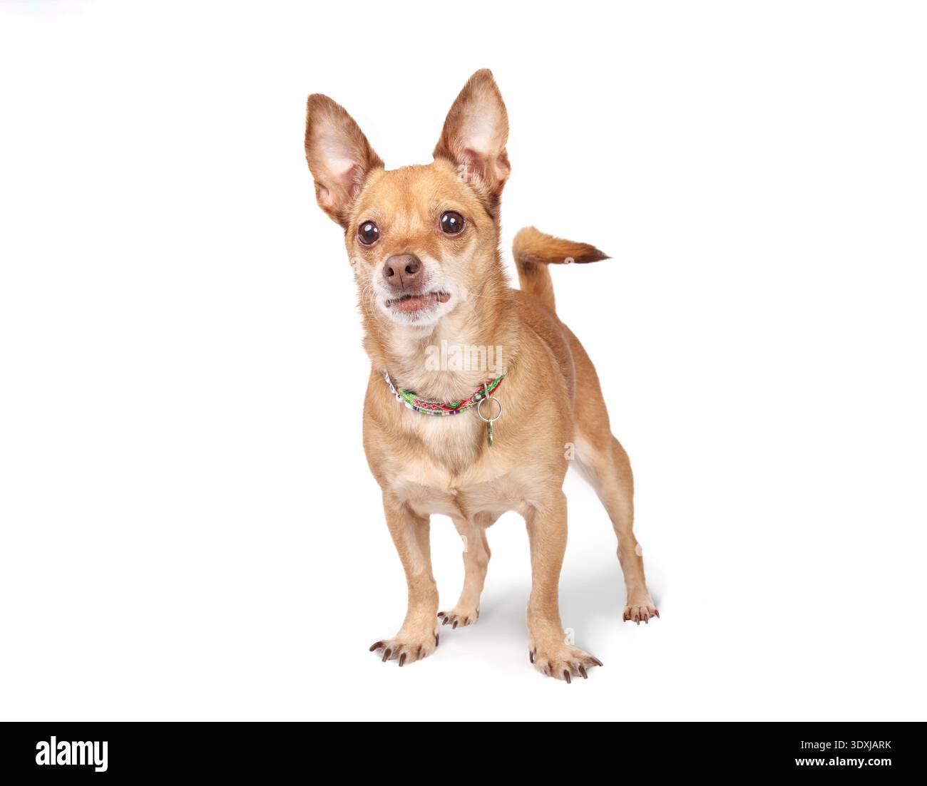 Chihuahua isolé debout avec attitude. Chien senior mignon avec collier regardant quelque chose avec concentration. Langage corporel spunky ou sassy. Femelle court ha Banque D'Images