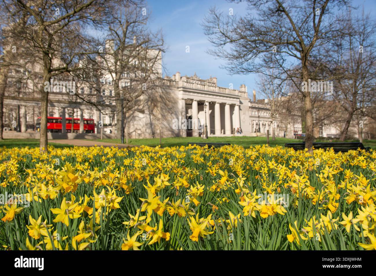Des jonquilles printanières fleurissent à Green Park, avec le Bomber Command Memorial en arrière-plan, Londres, Angleterre Banque D'Images