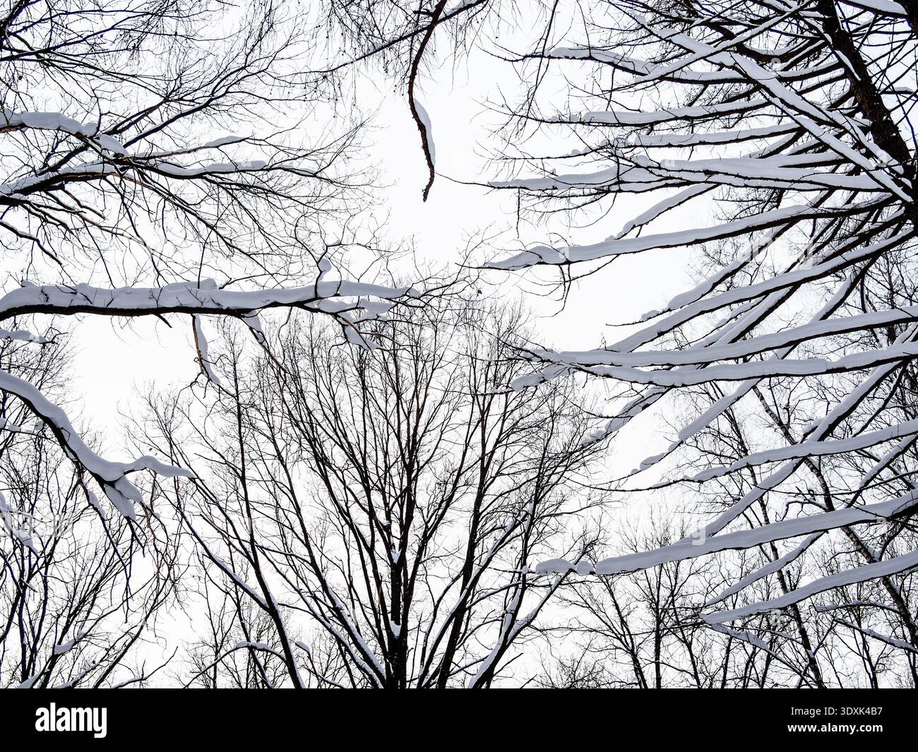 vue de dessous des branches d'arbres gelées dans la forêt du parc de la ville dans la soirée d'hiver après les chutes de neige Banque D'Images