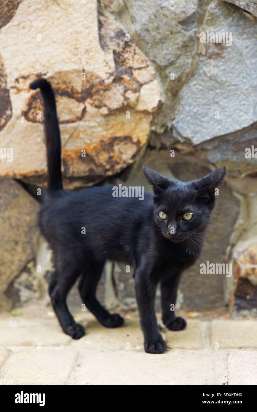 Chat noir debout sur un trottoir de pierre près du mur texturé Banque D'Images