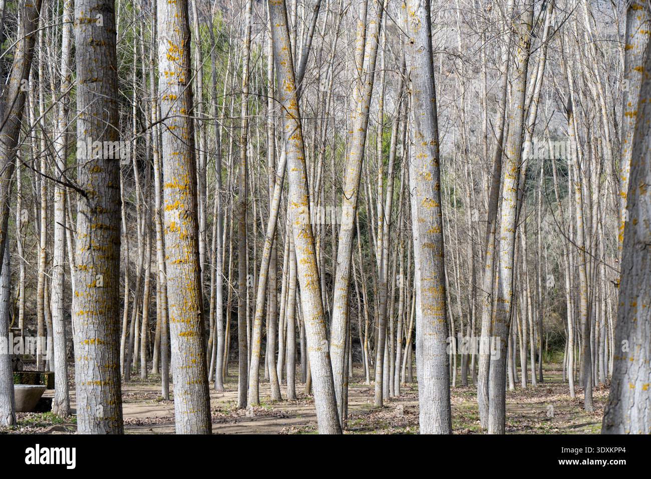 Dense bosquet d'arbres sans feuilles avec lichen sur des troncs pâles dans une zone boisée près de Castril, Grenade, Andalousie, Espagne. Banque D'Images